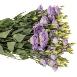 Lisianthus lavendel Corelli Waalzicht