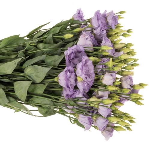Lisianthus lavendel Corelli Waalzicht