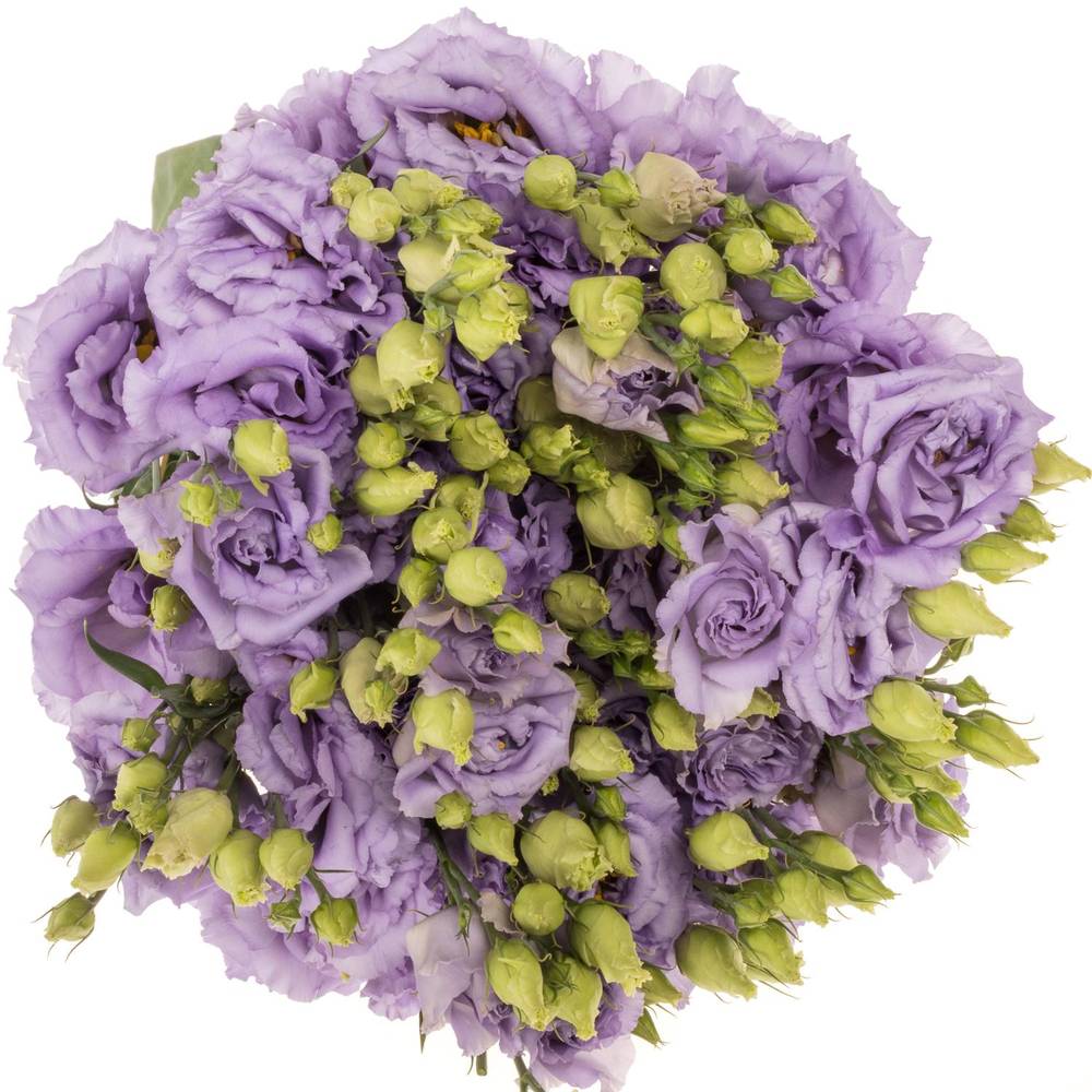 Lisianthus lavendel Corelli Waalzicht