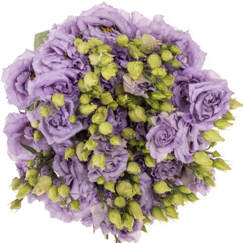 Lisianthus lavendel Corelli Waalzicht