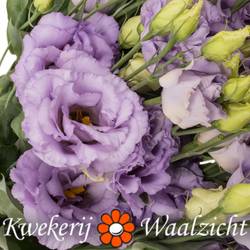 Lisianthus lavendel Corelli Waalzicht