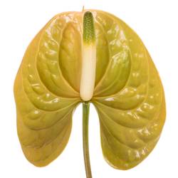 Anthurium braun Prestige Blüte 11cm