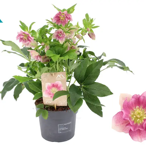 Helleborus Orientalis VIV rosa T19 H045
