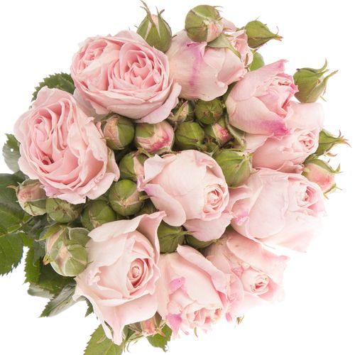 Rose rosa Freiland Belami Summerfield 4+Bl40
