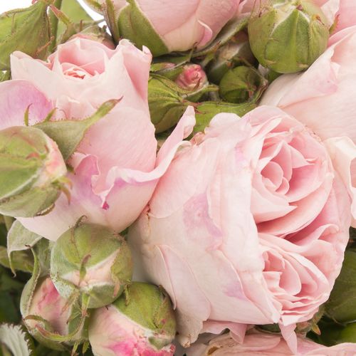 Rose rosa Freiland Belami Summerfield 4+Bl40