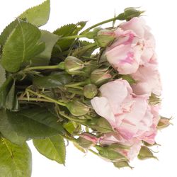 Rose rosa Freiland Belami Summerfield 4+Bl40