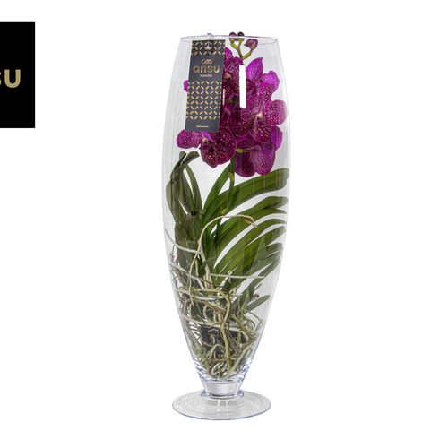 Vanda rosa/fuchsia Champagne Glas T24 H70 