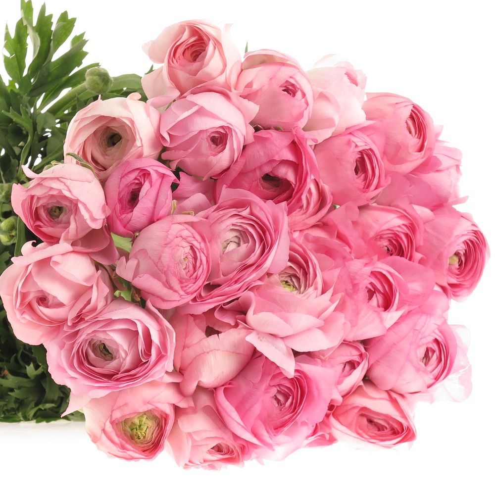 Ranunkel hell rosa Extra Italie  40cm x 30