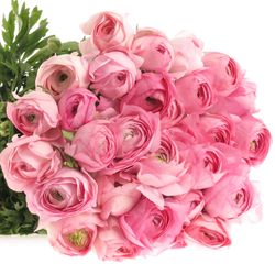 Ranunkel hell rosa Extra Italie  40cm x 30