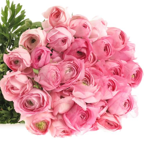 Ranunkel hell rosa Extra Italie  40cm x 30