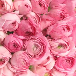 Ranunkel hell rosa Extra Italie  40cm x 30