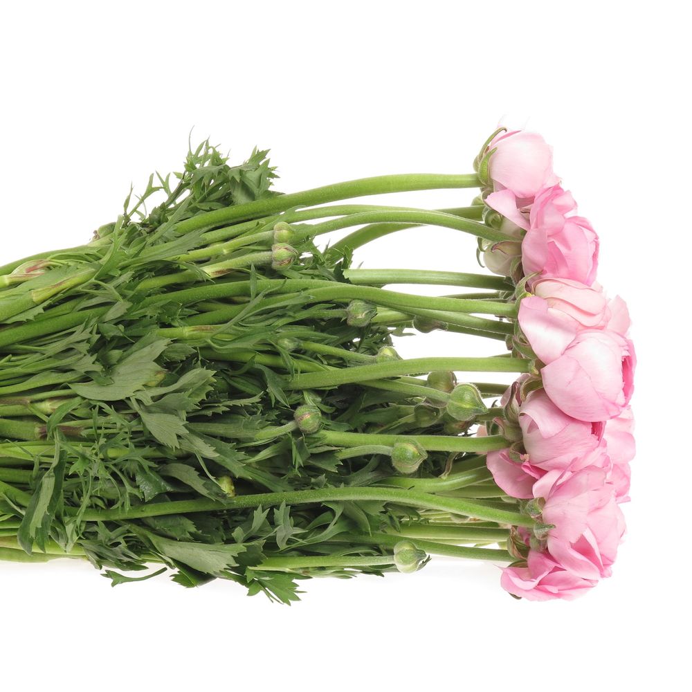 Ranunkel hell rosa Extra Italie  40cm x 30