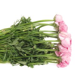 Ranunkel hell rosa Extra Italie  40cm x 30