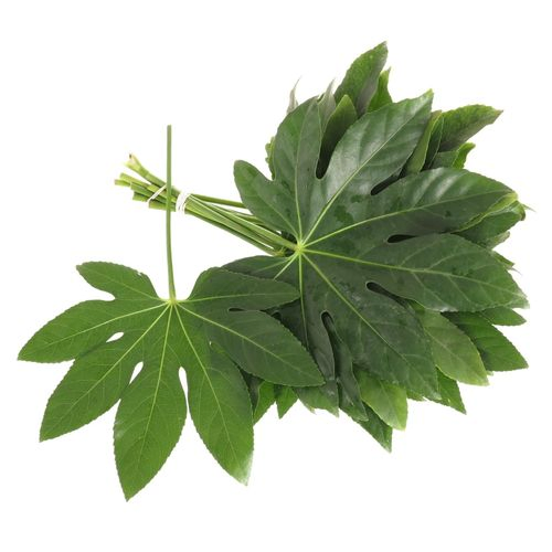 Aralia grün Buendel 35cm