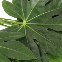 Aralia grün Buendel 35cm