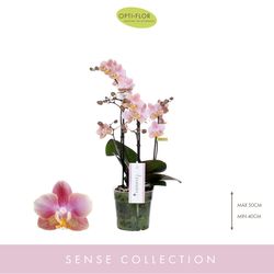 Phal.3-R rosa Aromio Oriental T12 H35 