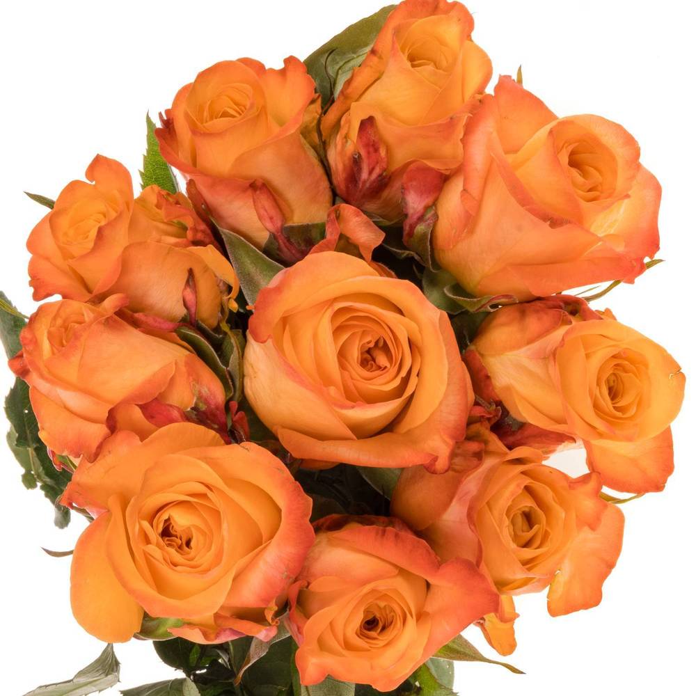 Rose orange Monalisa 35cm