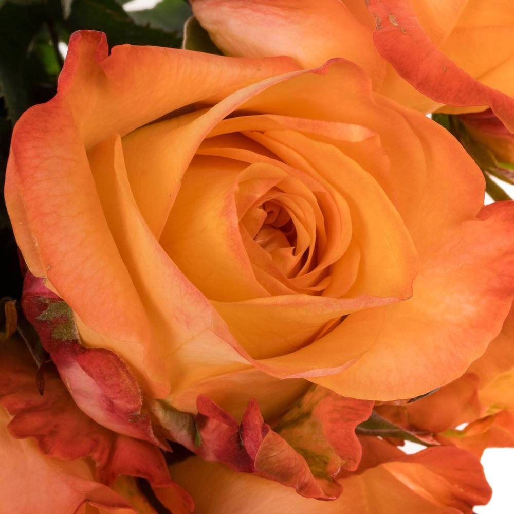 Rose orange Monalisa 35cm