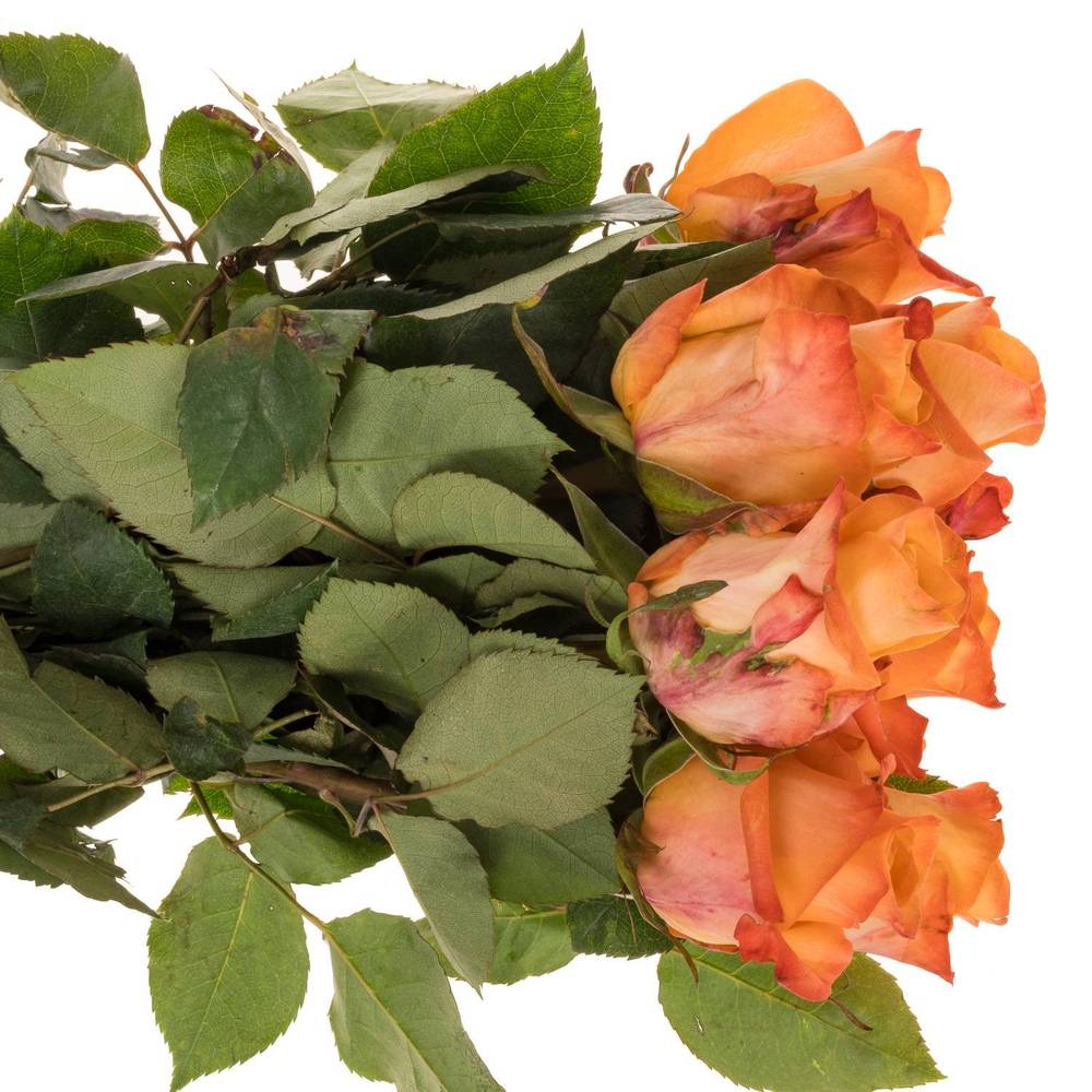 Rose orange Monalisa 35cm