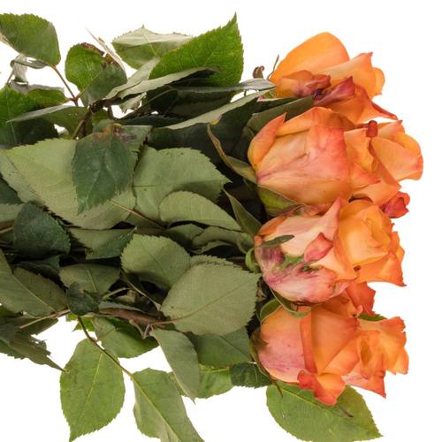 Rose orange Monalisa 35cm