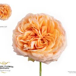 Rose apricot Antike 50cm