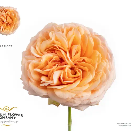 Rose apricot Antike 50cm