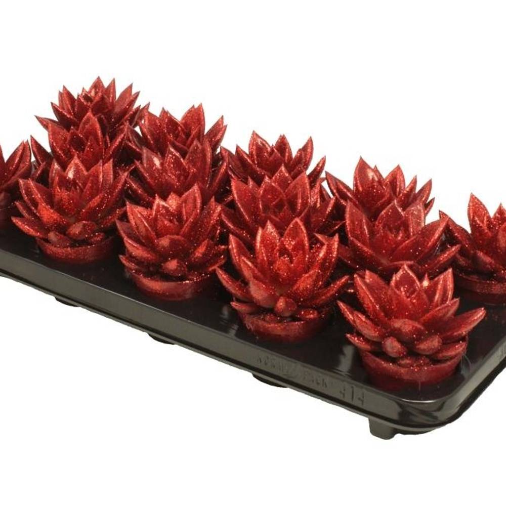 Echeveria Gefärbt rot +glitzer T08,5 H011