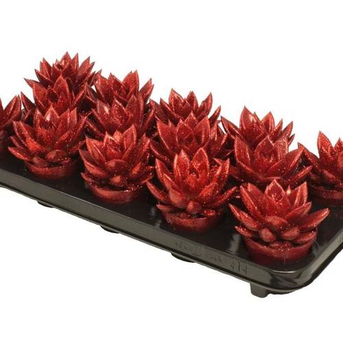 Echeveria Gefärbt rot +glitzer T08,5 H011