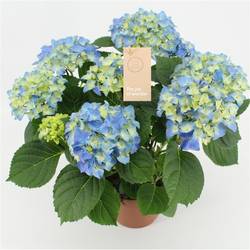 Hortensie blau 5/6bl. 5+Blüte T14 H040