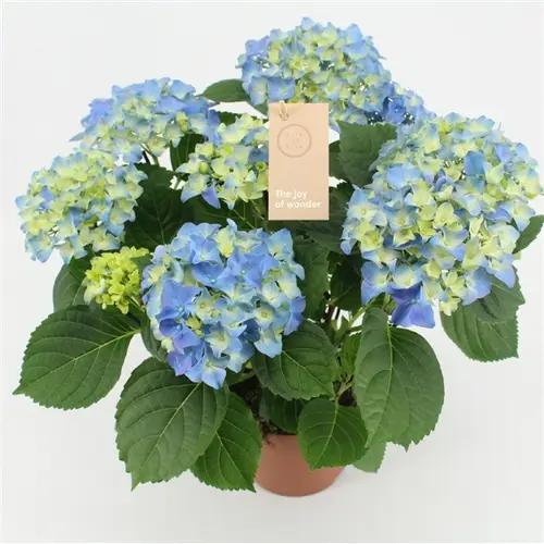 Hortensie blau 5/6bl. 5+Blüte T14 H040