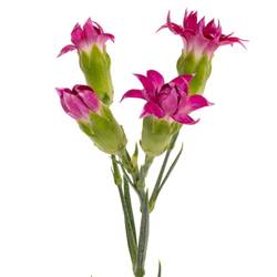 Spraynelke lila Star Fruit Tessino 60cm