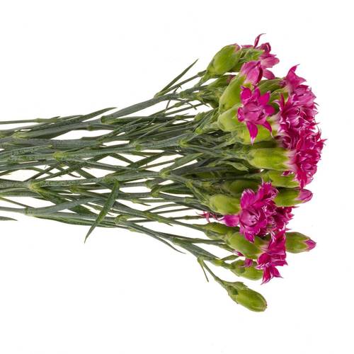 Spraynelke lila Star Fruit Tessino 60cm