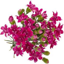 Spraynelke lila Star Fruit Tessino 60cm