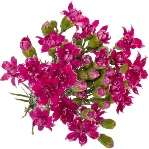 Spraynelke lila Star Fruit Tessino 60cm