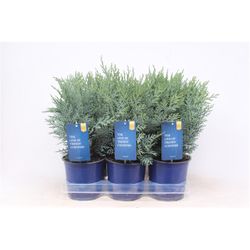 Chamaecyparis Law. Pelts blau