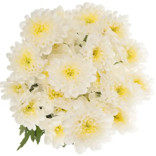 Chrys.Tros creme Altaj Cream 85Gramm 70cm
