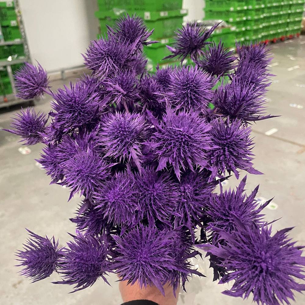 Distel lila Magnetar Questar gefärbt 40cm