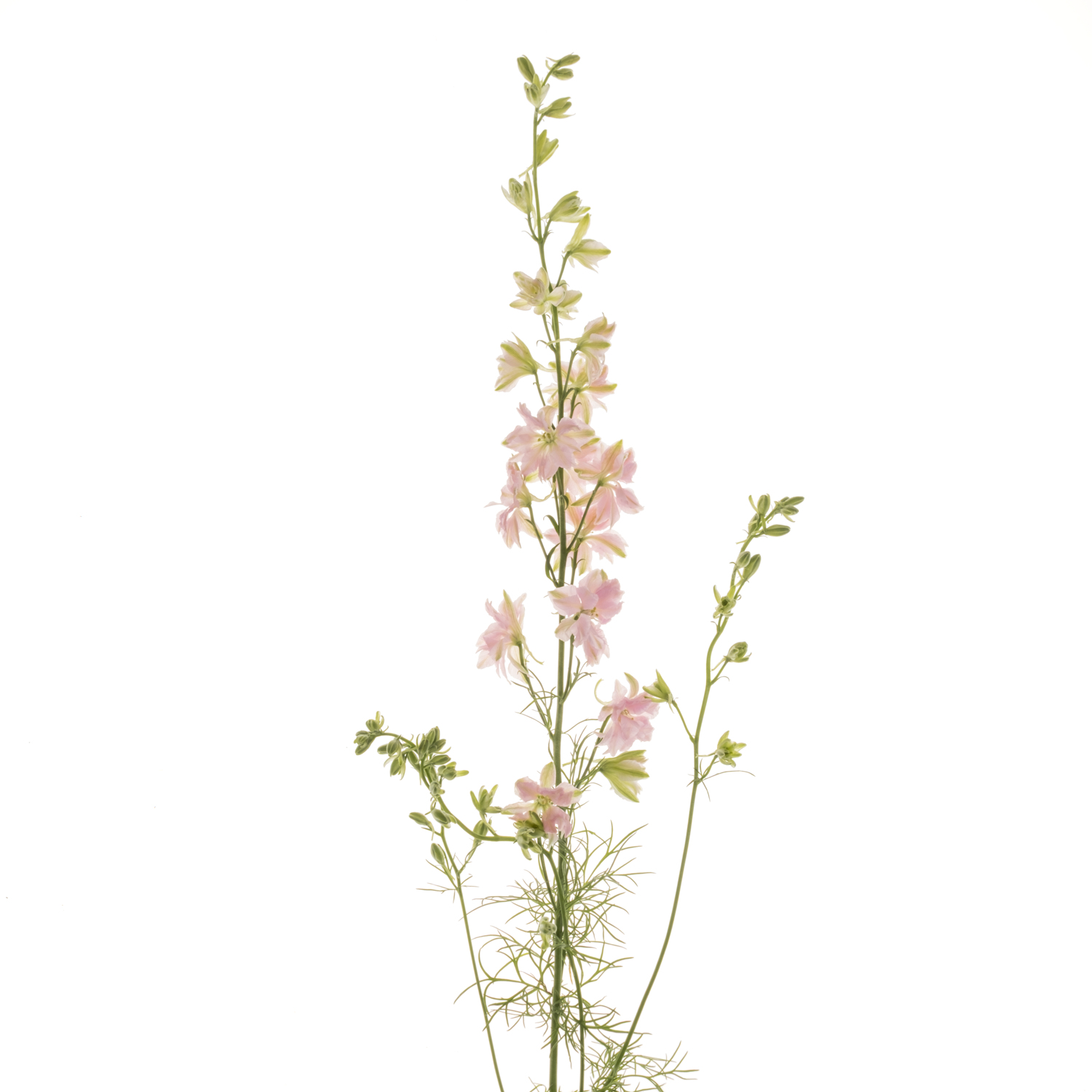 Rittersporen hell rosa hell 60cm