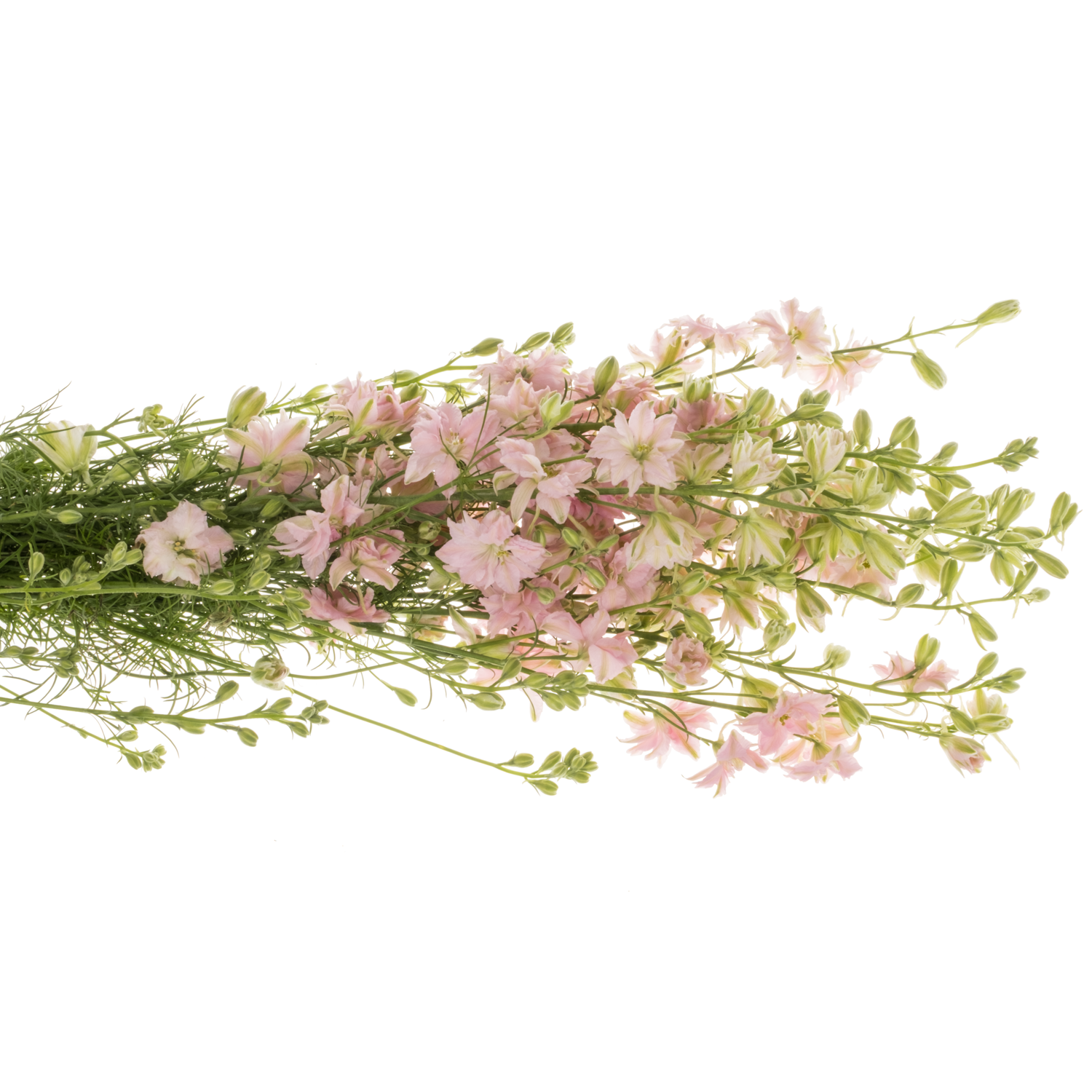 Rittersporen hell rosa hell 60cm
