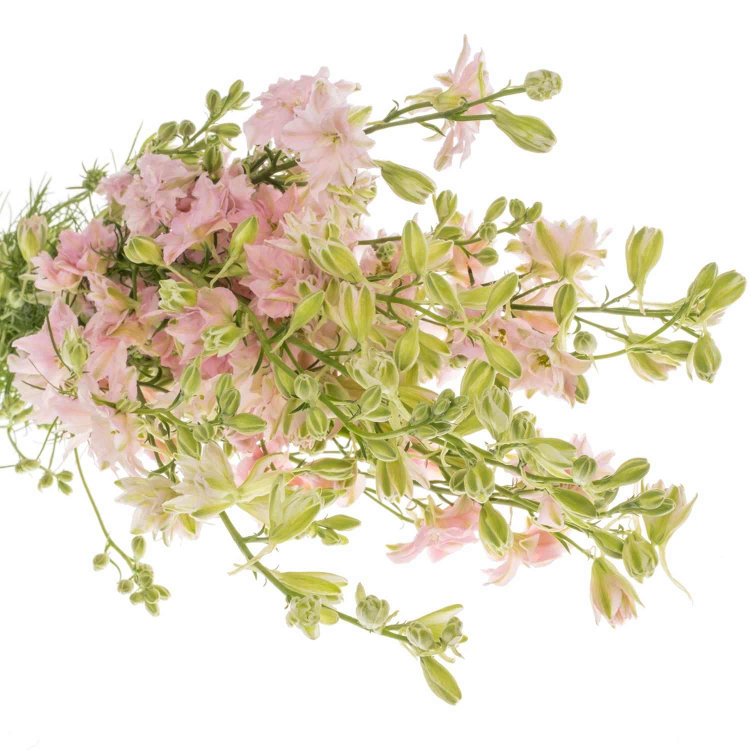 Rittersporen hell rosa hell 60cm