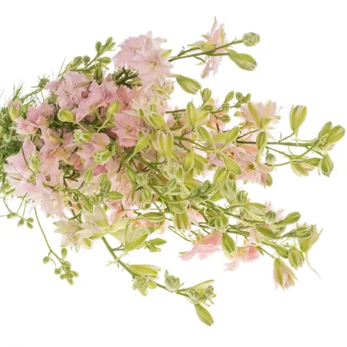 Rittersporen hell rosa hell 60cm