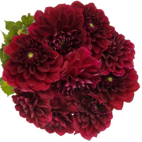 Dahlia rot Runner 60cm