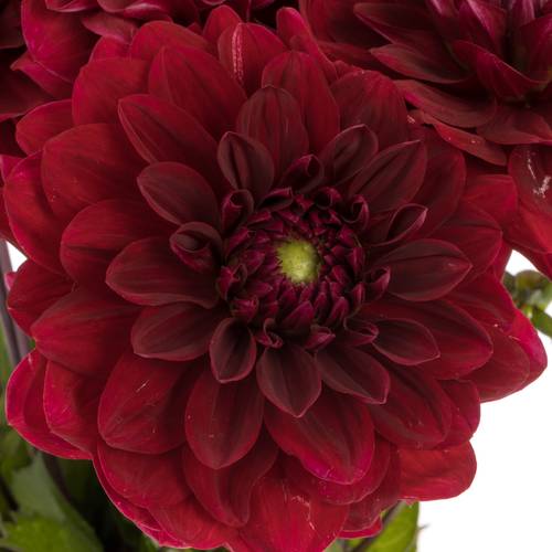 Dahlia rot Runner 60cm