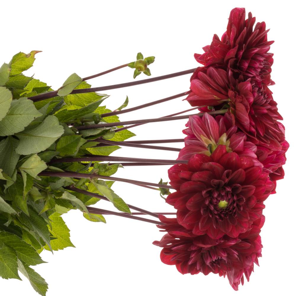 Dahlia rot Runner 60cm