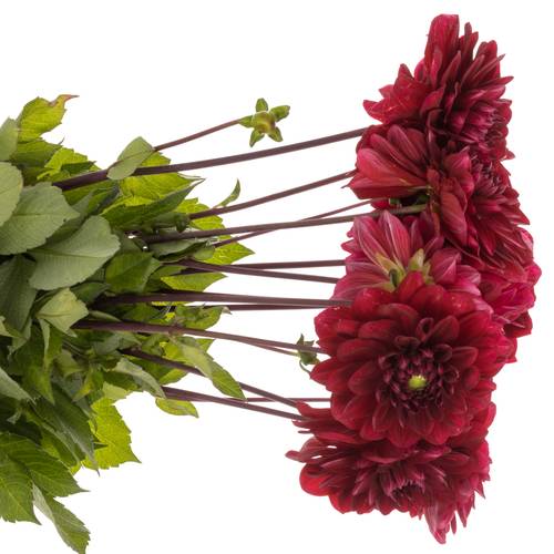 Dahlia rot Runner 60cm