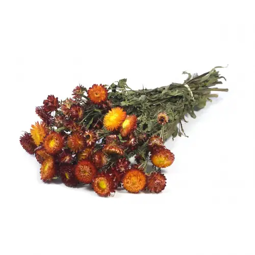 Trocken Helichrysum rot L60cm