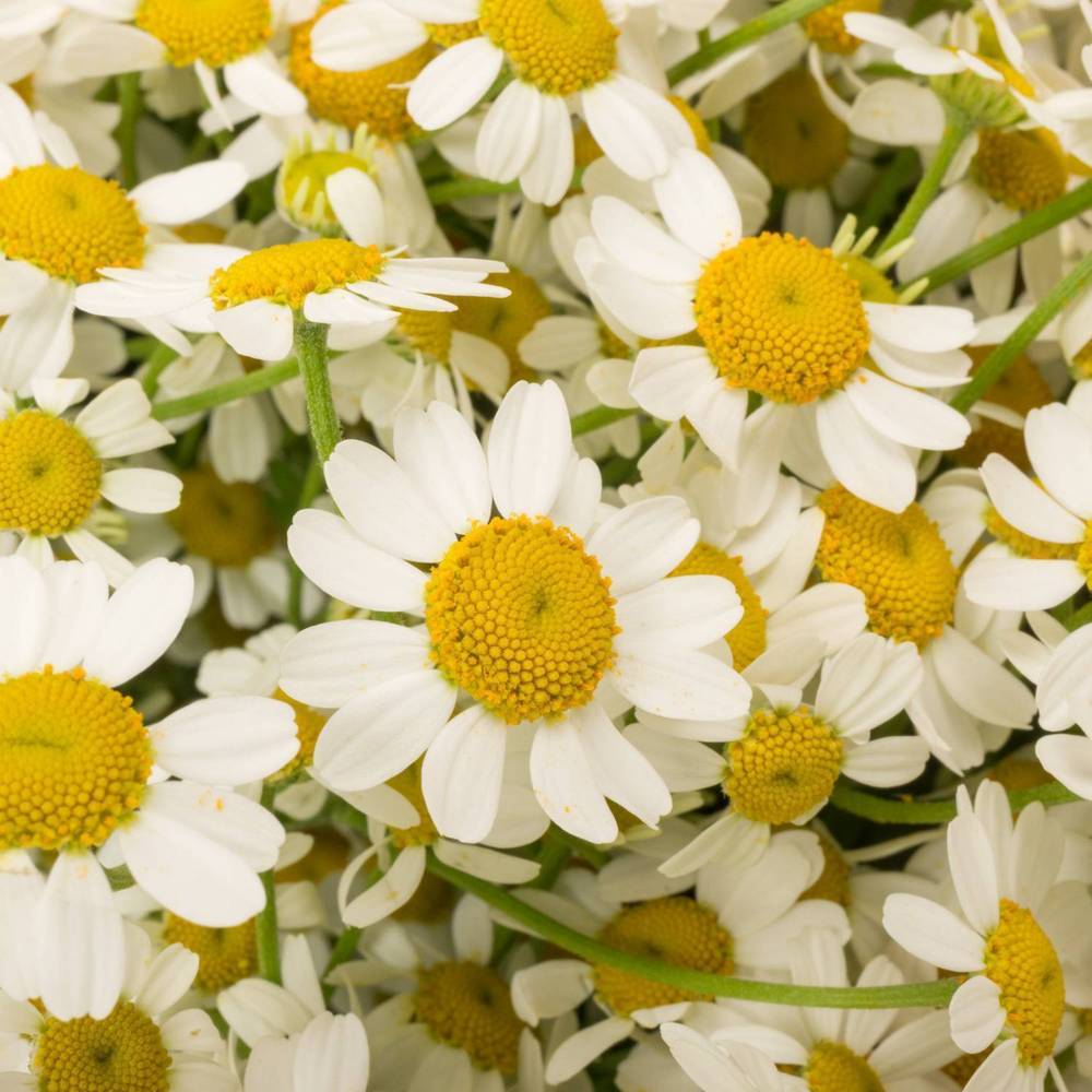 Matrecaria weiss Cameron 65cm