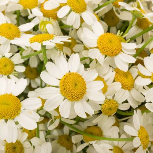 Matrecaria weiss Cameron 65cm