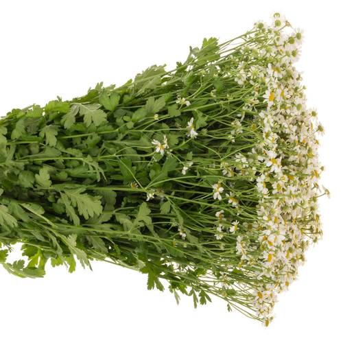 Matrecaria weiss Cameron 65cm