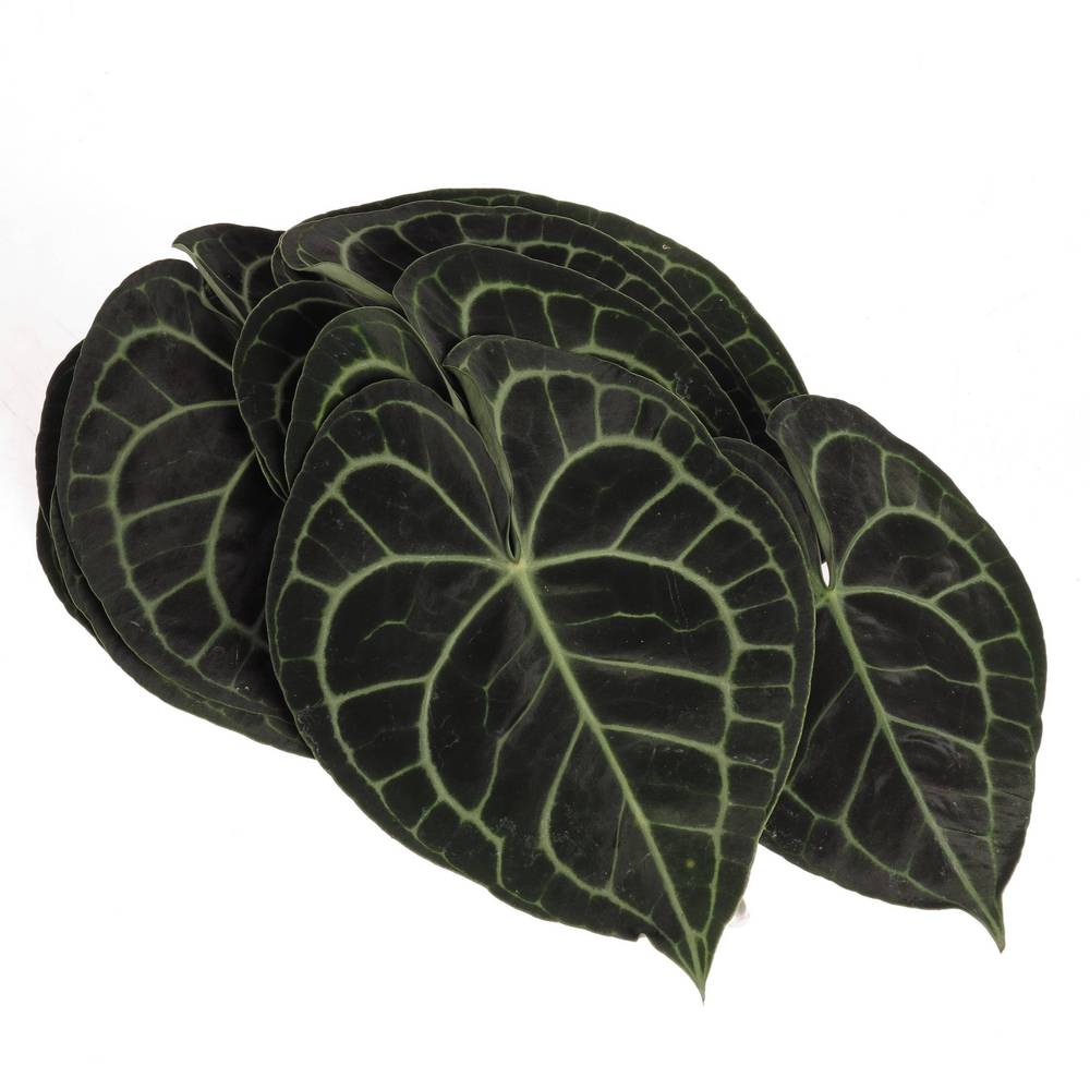 Clavinervum Blat X10